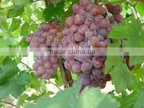 Fresh Style and Grapefruit Type Fresh Fruit From China photo-2