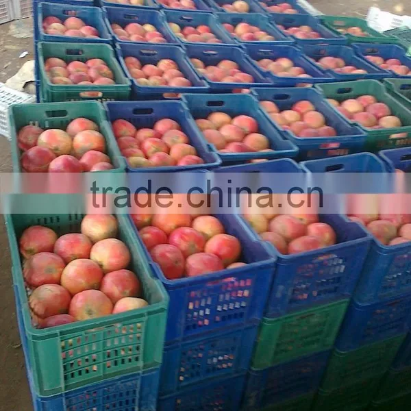 Packing / Color/Sizes/ Container of Fresh Pomegranates photo-3