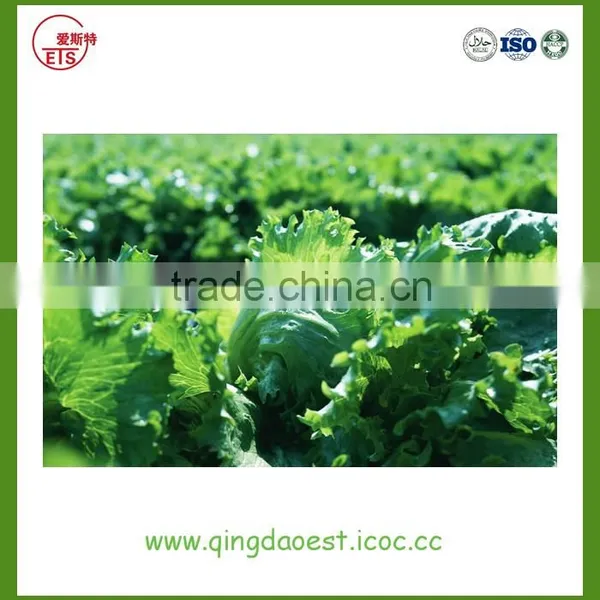 Shandong Hot Sale Fresh Cabbage photo-6