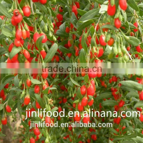 2016 New Sweet Goji Berry for Sales photo-4