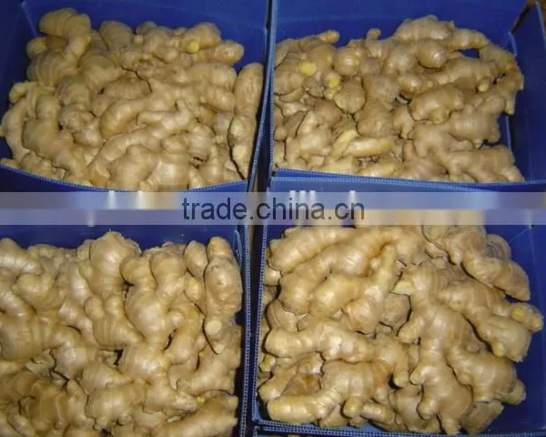 New Crop China Fresh Ginger for Sale photo-6