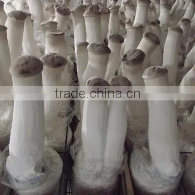 Oyster Mushroom Spawn/mushroom Logs photo-3