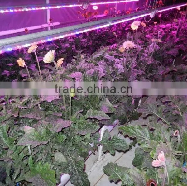 Wholesale Price Led Light for Orchids Optimum Light for Grow Plants 20w T8 4ft With Daisy-Chain photo-2