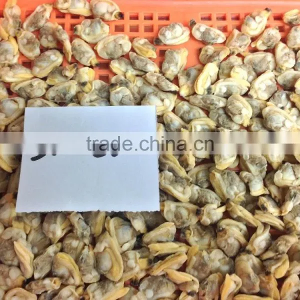 Canned Short Necked Clam photo-2