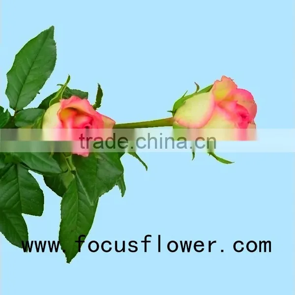 Long Lasting Hobby Lobby Wholesale Flowers Fresh Cut Jasmine Flowers Hopeshow for Home From China photo-3