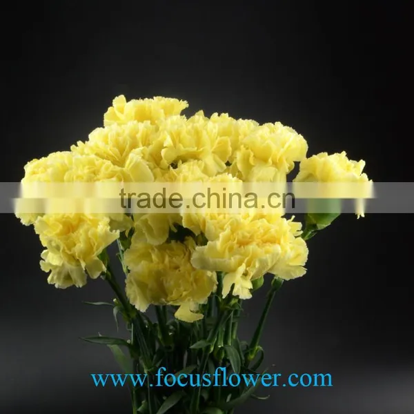 Cut Fresh Yellow Carnation Flowers Glitzy Global After Sale Service Named From China With Competitive Price photo-6