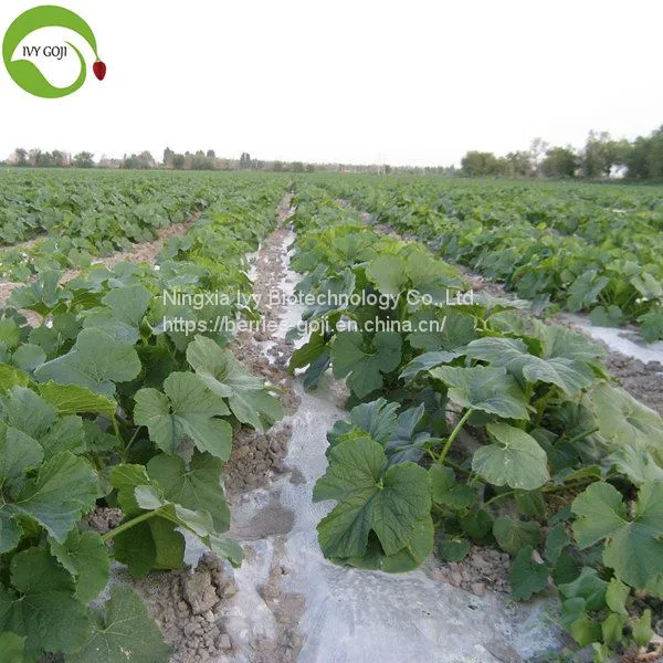 Factory Raw Hot Sale Shine Skin Pumpkin Kernels photo-2