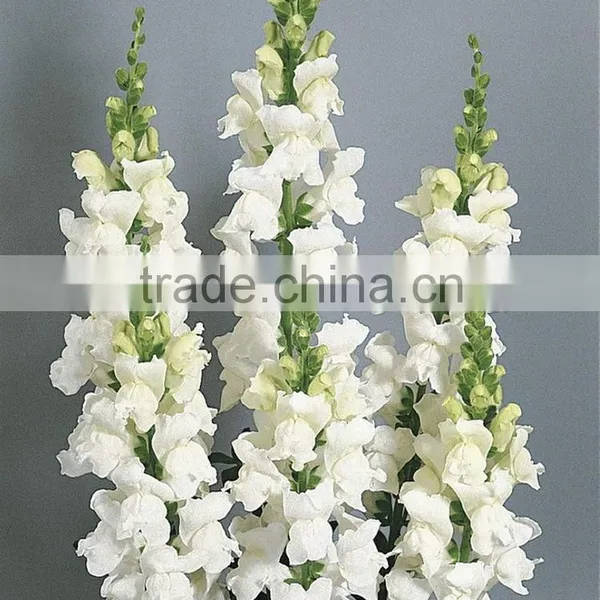 Fashionable Top Sell White Snapdragon Flower photo-5