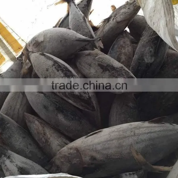 SkipJack Tuna ,stripe Tuna photo-5