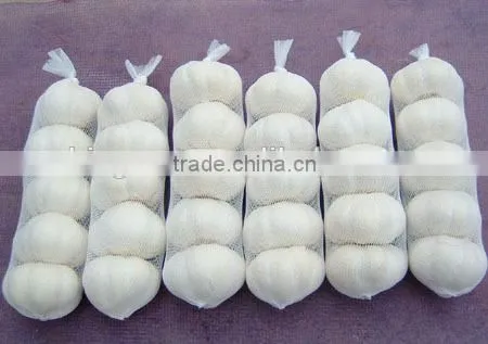 Supply Chinese Fresh pure white garlic with good quality for sale