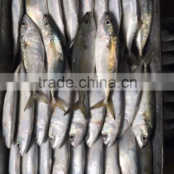 FROZEN INDIAN MACKEREL WHOLE ROUND photo-2