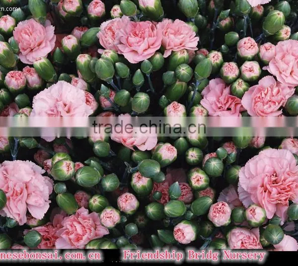 Fresh Cut Muticolor Carnation Flower photo-3