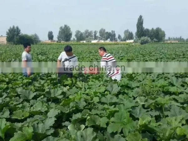 Pumpkin Seeds Kernel Broken Kernel Cheap Price photo-6