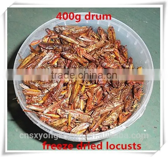 Drum (100g/200g/400g/800g) Freeze Dried Locusts For Pet Birds Food Manufacturer photo-2