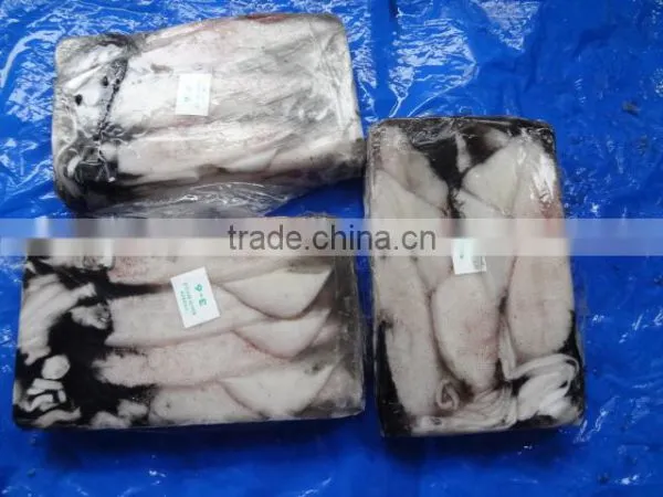 Squid Loligo photo-2