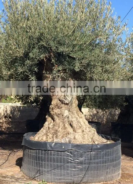 Bonsai Olive Tree Extra Large photo-6