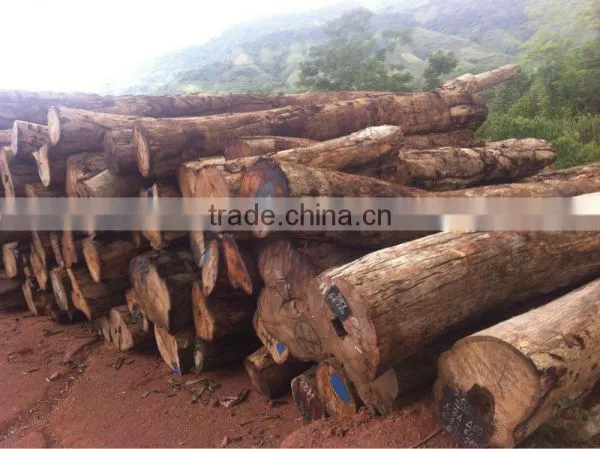 PTEROCARPUS SP LOGS WITH THE BEST QUALITY