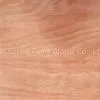 Mahogany