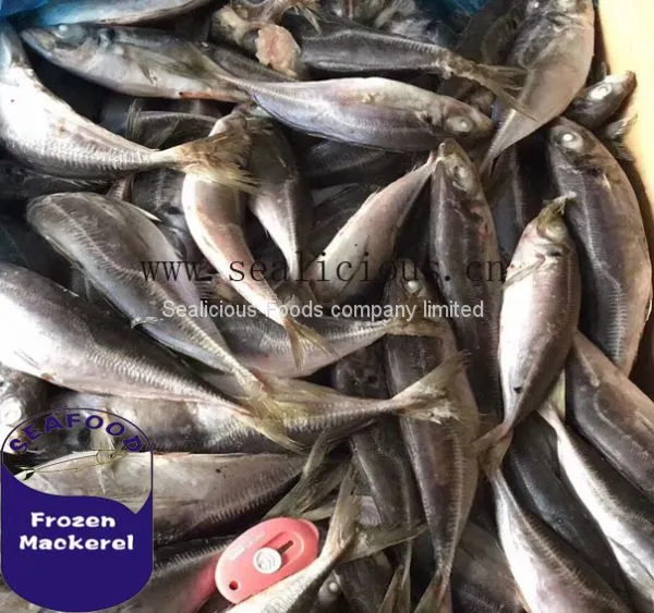 Sea Frozen Whole Round Red Tail Horse Mackerel Fish With Good Quality