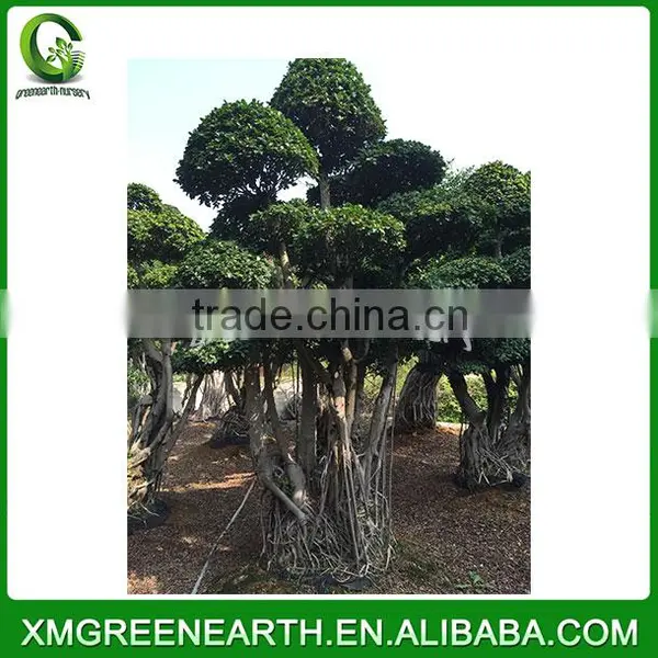Ficus Microcarpa Bonsai 3.5m (3) photo-2