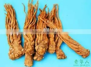 Angelica Root Oil Alleviate Water Retention and Resist Inflammation photo-2