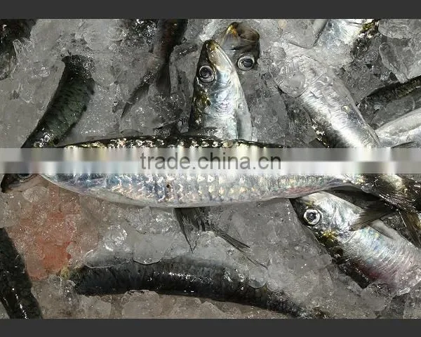 WR Frozen Sardines photo-5
