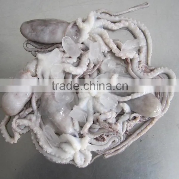 Frozen Octopus BQF Octopus Of Various Sizes photo-3