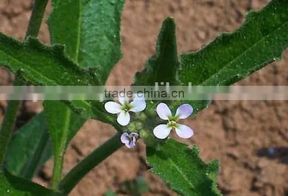 Virginia Stock, Malcolmia , Flower Seeds , Herb Seed,vegetalbe Seed,fruit Seed,grass Seed photo-3