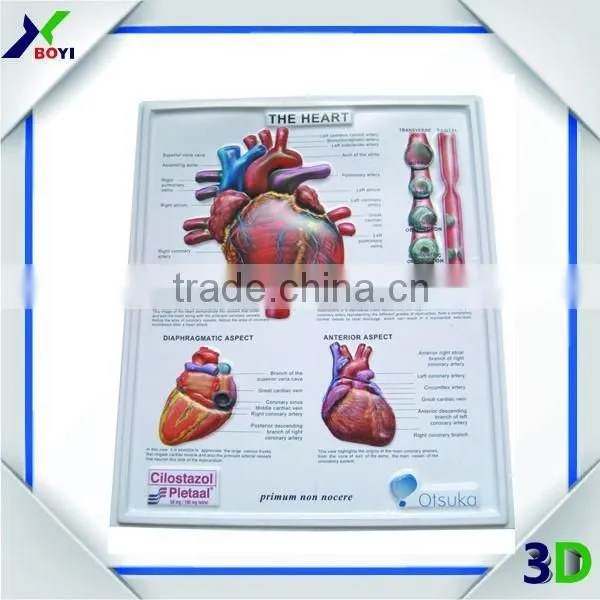 China Factory Anatomy 3d Wall Poster/plastic Embossed Cubic Medical Poster photo-6
