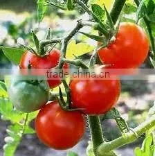 Wholesale Tomato Seed Oil