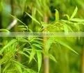 Dietary Supplements Bamboo Dietary Fiber Powder