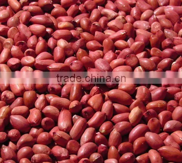(nuts&kernels) Red Skin Peanut Kernel Direct Supplier in China(35/40)