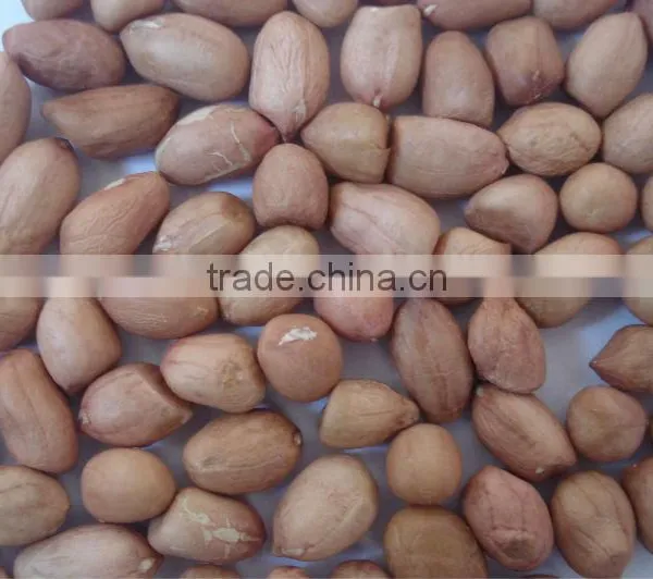 JAVA PEANUT KERNEL