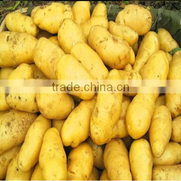 Bulk Potato
