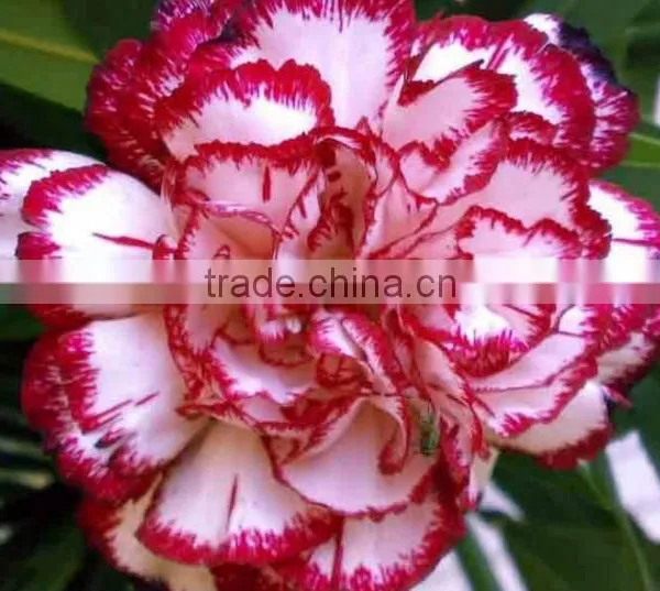 Beautiful Carnation Plants Fresh Cut Carnation Flower Supply photo-3