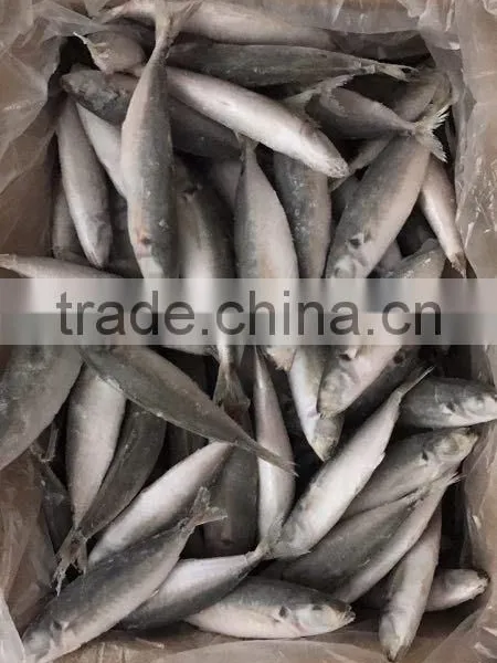 IQF Frozen Horse Mackerel/round Scad photo-3