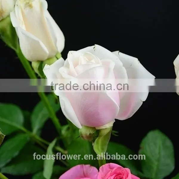 Natural Rose Flowers/Fresh Cut Flowers Rose for Wedding photo-5
