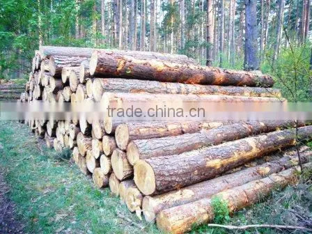 Softwood Logs