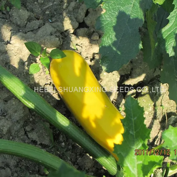 Yellow Beauty Early Maturity Yellow Skin Hybrid Squash Seeds photo-5