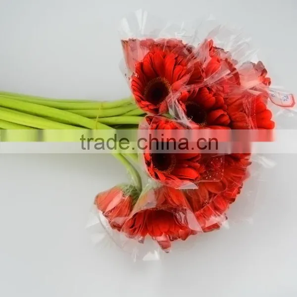 Wide Variety Savanna Fresh Cut Red Gerbera for Decoration photo-2