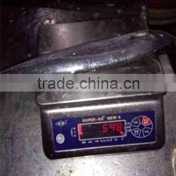 New Coming 300-500g Grade A Frozen Spanish Mackerel photo-4