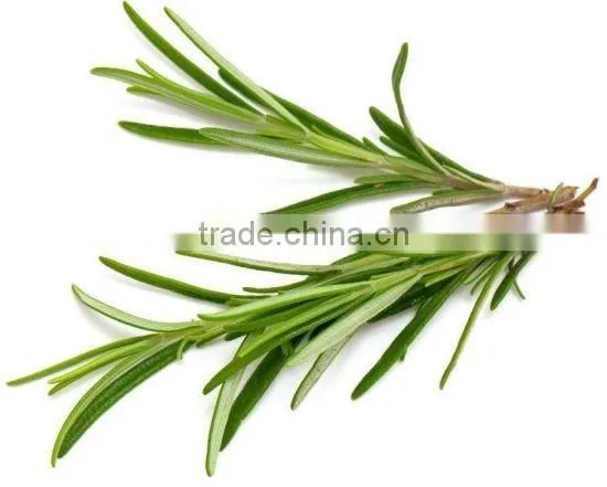 100%Pure Natural Rosemary Oil For Export Only photo-3