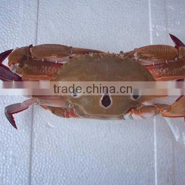 Frozen Three Spotted Crab