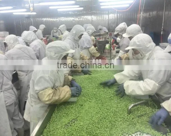 Frozen Green Pea photo-2