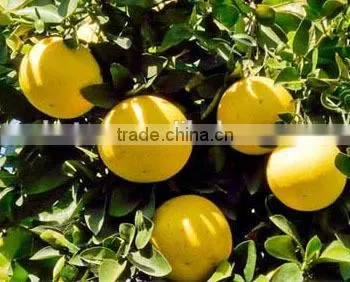 100% Natural Fruit Citrus Grandis 40%-98% Naringin photo-6