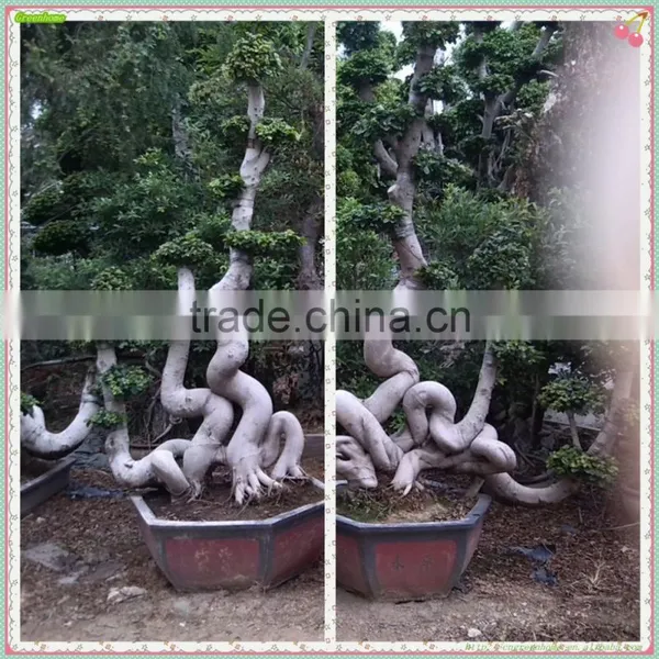 Ficus Microcarpa Combination Odd Ficus(grafted) photo-2