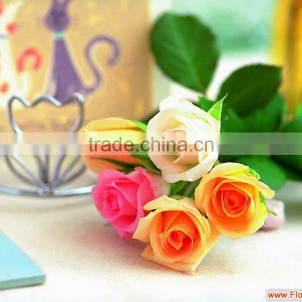 Wholesale Different Types of Fresh Cut Red Rose Flowers photo-5