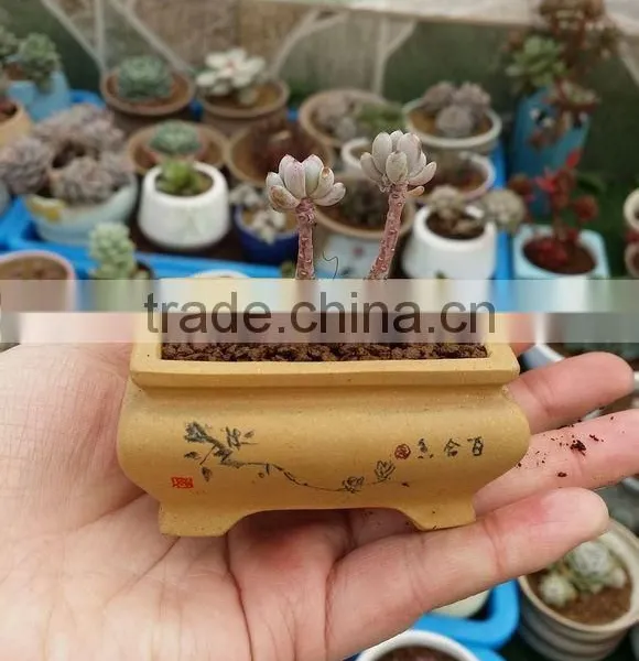 Tropical Orchids Soil/Succulent Growing Media/Cactus Growing Medium photo-6