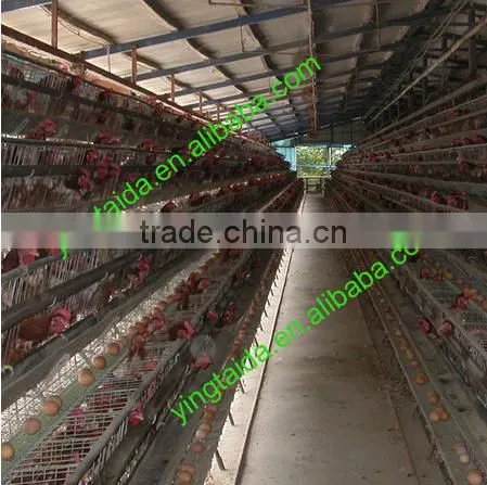Eggs Checkin Cage photo-4
