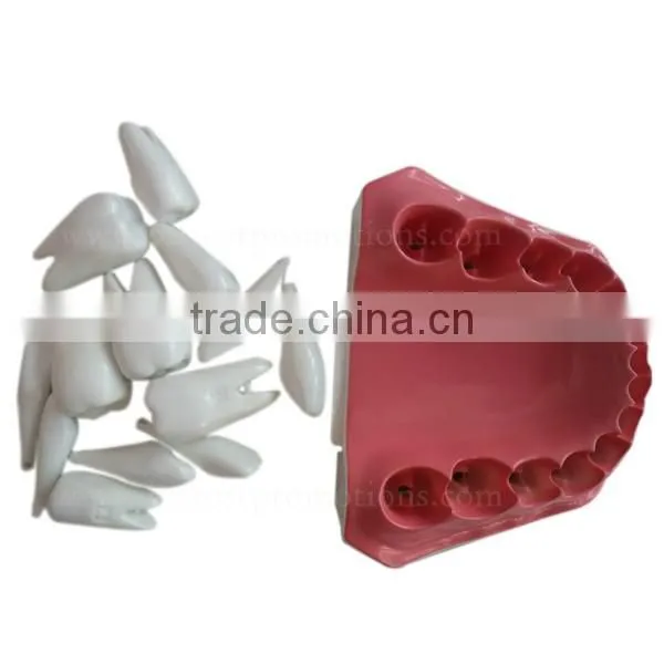 Handmade Plastic Dental Jaws Human Teeth Model photo-4